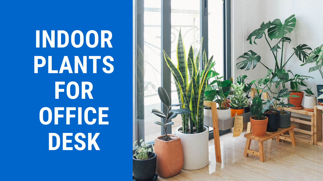 16 Best Indoor Plants For Office Desk In India - Officery